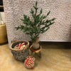 Brunelli Small Pine Tree