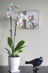 Black Cast Iron Crow, Head to Side