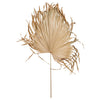 68"L x 18"W Dried Palm Fan Leaf, Natural